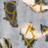 Palimpest-(Flying-White).jpg