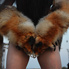 fire-fox-.jpg