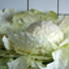 cabbage-2009.jpg