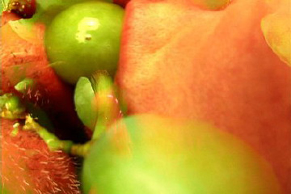 Cecilie Dahl
<br><em>Hard Candy, Still Lives and Short Stories</em>, 2002, Video
<br>Duration: 3:00
<br>Courtesy of the artist